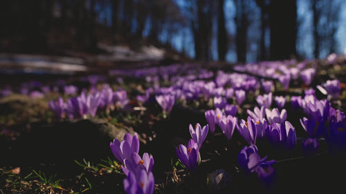 FOUZEE Pure Kashmiri Saffron Threads
